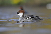 Female Smew (Mergus albellus) on water, Clwyd, Wales, UK, March. Photographed on land where wild and captive birds coexist.