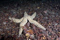 Spiny Starfish (Marthasterias glacialis), on gravel seabed, Cardigan Bay, Wales, UK, November