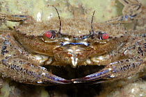 Close-up of a Velvet Swimming Crab (Necora puber), Gwynedd, Wales, UK, August