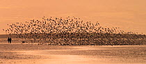 Flock of waders take flight at sunset from beach with people and dog walking on it, Hoylake beach, Wirral, Merseyside, UK, December 2007