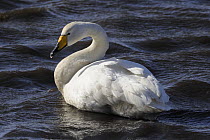 Whooper Swan (Cygnus cygnus) Martin Mere WWT, Lancashire, UK, March