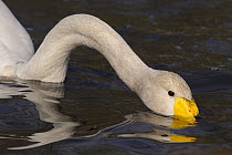 Whooper Swan (Cygnus cygnus) dabbling for food, Lancashire, UK, March