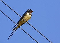 Barn Swallow (Hirundo rustica) on telephone wires, Latvia, June