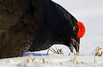 Black Grouse (Tetrao tetrix) pecking at snow,  Askola, Finland, March