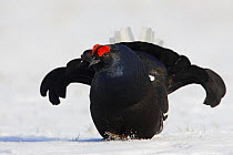 Black Grouse (Tetrao tetrix) ruffling feathers, Askola, Finland, March