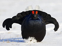 Black Grouse (Tetrao tetrix) ruffling feathers, Askola, Finland, March