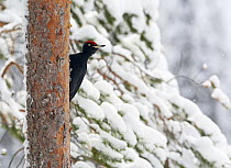 Black Woodpecker (Dryocopus martius) male, perched on tree. Posio, Finland, February