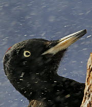 Black Woodpecker (Dryocopus martius) head close up of female in snow, Posio, Finland, February