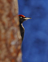 Black Woodpecker (Dryocopus martius) peering out from behind a tree. Posio, Finland, February