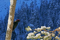 Black Woodpecker (Dryocopus martius) on tree-trunk, with conifers in the background. Posio, Finland, February