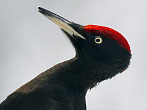 Black Woodpecker (Dryocopus martius) haed close- up of male, Posio Finland, February