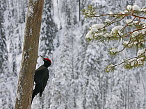 Black Woodpecker (Dryocopus martius) male on tree trunk. Posio, Finland, February