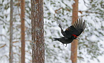 Black Woodpecker (Dryocopus martius) male in flight through coniferous forest. Posio, Finland, February