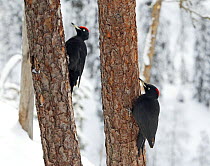 Black Woodpecker (Dryocopus martius) pair on tree trunks in coniferous forest, Posio, Finland, February