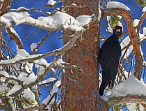 Black Woodpecker (Dryocopus martius) in coniferous tree. Posio, Finland, February