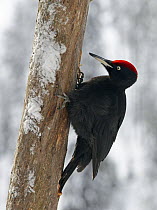 Black Woodpecker (Dryocopus martius) on tree, Posio, Finland, February