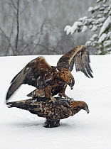 Golden Eagles (Aquila chrysaetos) mating in snowy forest clearing. Kuusamo, Finland, February
