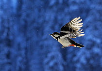 Great Spotted Woodpecker (Dendrocopos major) in flight. Posio, Finland, February