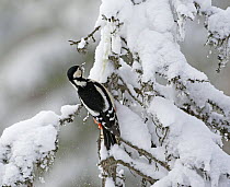 Great Spotted Woodpecker (Dendrocopos major) on snow-laden fir trees. Kuusamo, Finland, February