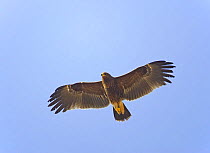 Greater Spotted Eagle (Aquila clanga) in flight. Sultanate of Oman, October