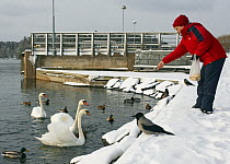 Hooded Crow (Corvus cornix) watching woman feeding swans and ducks at lake. Helsinki, Finland, March