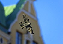 Jackdaw (Corvus monedula) in flight against urban backdrop. Helsinki, Finland, December