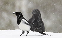 Magpie (Pica pica) and crow (Corvus sp) in snow. Utajrvi, Finland, February