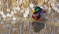 Mallard duck (Anas platyrhynchos) drake amongst icy reeds, Helsinki, Finland, February
