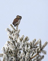 Pygmy Owl (Glaucidium passerinum) perched on crown of snow-covered conifer tree, Kuusamo, Finland, January