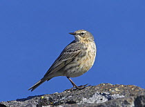 Rock pipit (Anthus petrosus) on rock against blue sky, Porvoo, Finland, May