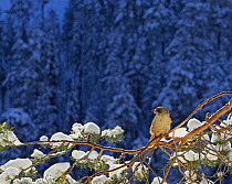 Siberian Jay (Perisoreus infastus) on snowy branch in coniferous forest, Posio, Finland, February