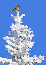 Siberian jay (Perisoreus infaustus) perched on crest of snow-covered tree, Kuusamo, Finland, February