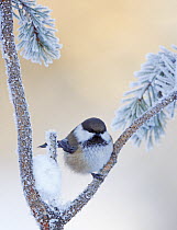 Siberian Tit (Poecile cinctus) on conifer branch, Finland, January