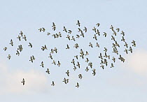 Stock Dove (Columba oenas) flock in flight, Helsinki, Finland, March