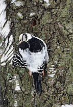 White-backed Woodpecker (Dendrocopos leucotos) on tree trunk, preening. Helsinki, Finland, winter