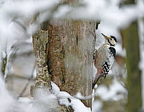 White-backed Woodpecker (Dendrocopos leucotos) on tree trunk, Helsinki, Finland, winter