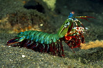 Peacock mantis shrimp (Odontodactylus scyllarus) large male, Lembeh Straits, Sulawesi, Indonesia