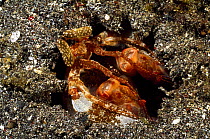 Mantis Shrimp (Lysiosquillina lisa) in burrow, Lembeh Straits, Sulawesi, Indonesia