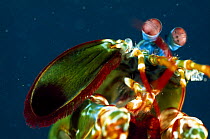 Close up of face, antennae and mouthparts of large male Peacock mantis shrimp (Odontodactylus scyllarus) Lembeh Straits, Sulawesi, Indonesia