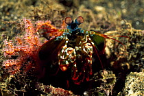 Large male Peacock mantis shrimp (Odontodactylus scyllarus) Lembeh Straits, Sulawesi, Indonesia
