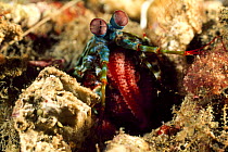Peacock mantis shrimp (Odontodactylus scyllarus) female with eggs, Lembeh Straits, Sulawesi, Indonesia