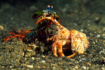 Peacock mantis shrimp (Odontodactylus scyllarus) attacking a Hermit crab, Lembeh Straits, Sulawesi, Indonesia