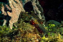Peacock mantis shrimp (Odontodactylus scyllarus) swiming, Lembeh Straits, Sulawesi, Indonesia