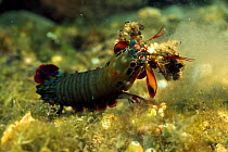 Peacock mantis shrimp (Odontodactylus scyllarus) with claws camouflaged with debris, Lembeh Straits, Sulawesi, Indonesia