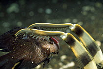 Close up of claws of spearer Mantis Shrimp (Lysiosquillina maculata) with barbs spearing fish prey, Lembah Straits, Sulawesi, Indonesia