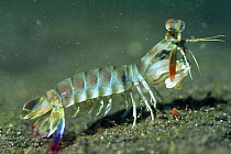 Smasher Mantis Shrimp (Lysiosquilla sulcirostris) Lembeh Straits, Sulawesi, Indonesia