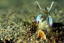Smasher Mantis Shrimp (Lysiosquilla sulcirostris) waiting for prey, Lembeh Straits, Sulawesi, Indonesia