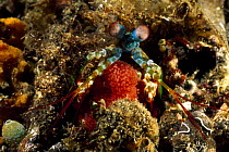 Peacock mantis shrimp, adult female carrying eggs (Odontodactylus scyllarus)  Lembeh Straits, Sulawesi, Indonesia