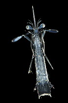 Mantis Shrimp Larva {Stomatopoda} Lembeh Straits, Sulawesi, Indonesia