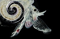 Close up of Sea snail {Atlanta peroni}, a marine deepsea pteropod, Atlantic ocean. This animal swims using the long wings near its head as oars. Digital focus stacking.